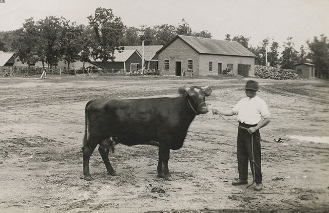 The farm was known for its pedigreed cattle. 
