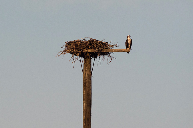 One of BNSF&rsquo;s osprey nest platforms in Washington state